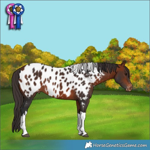 Horse Color:White Spotted Bay Tobiano Appaloosa Rabicano 