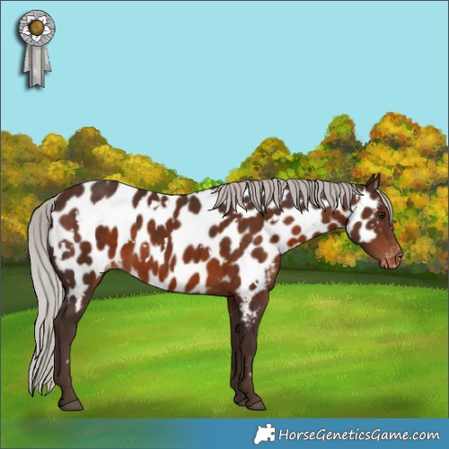 Horse Color:White Spotted Silver Brown Appaloosa 