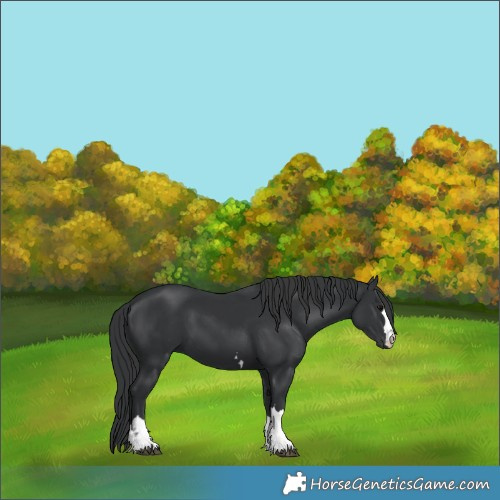 Horse Color:Black 