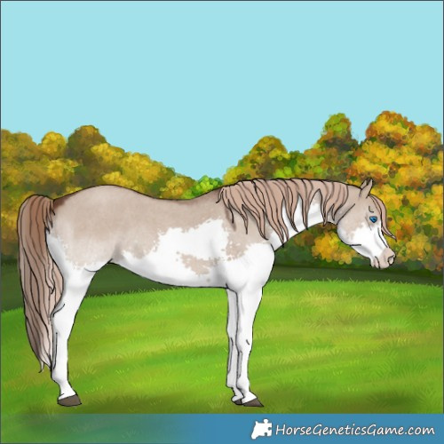 Horse Color:Liver Red Dun Roan Splash