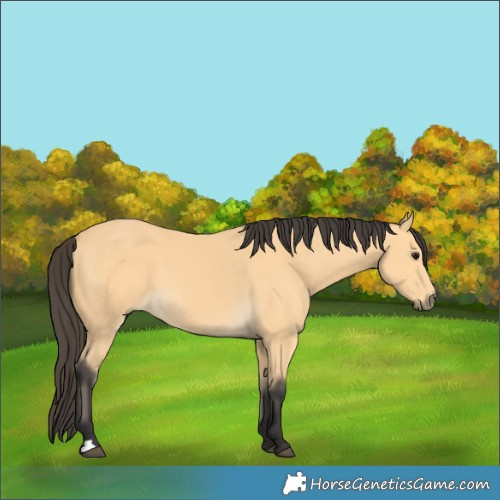 Horse Color:Buckskin 