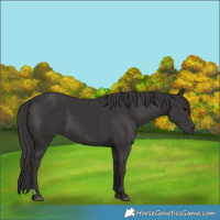 Horse Color:Smoky Black 