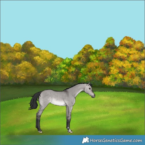 Horse Color:Platinum Brown Dun Rabicano 