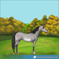 Horse Color:Platinum Brown Dun Rabicano 