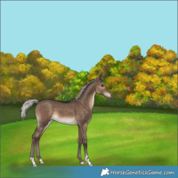 Horse Color:Silver Brown Dun 