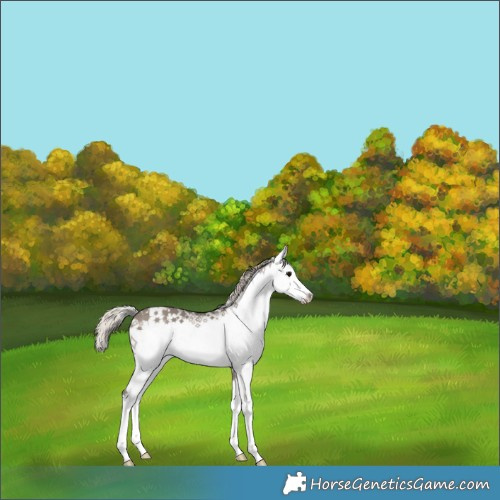 Horse Color:White Spotted Silver Grullo 