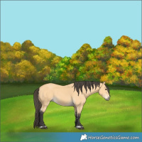 Horse Color:Buckskin 