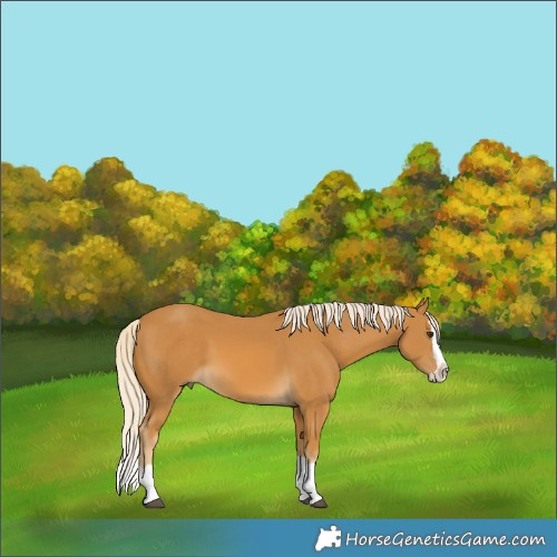 Horse Color:Palomino Splash