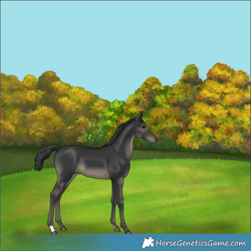 Horse Color:Black 