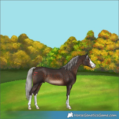 Horse Color:White Spotted Silver Brown 