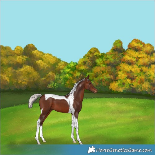 Horse Color:Silver Brown Tobiano Appaloosa 