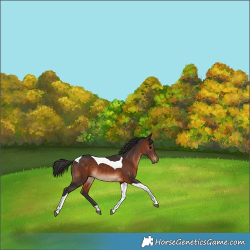 Horse Color:Brown Tobiano Rabicano 