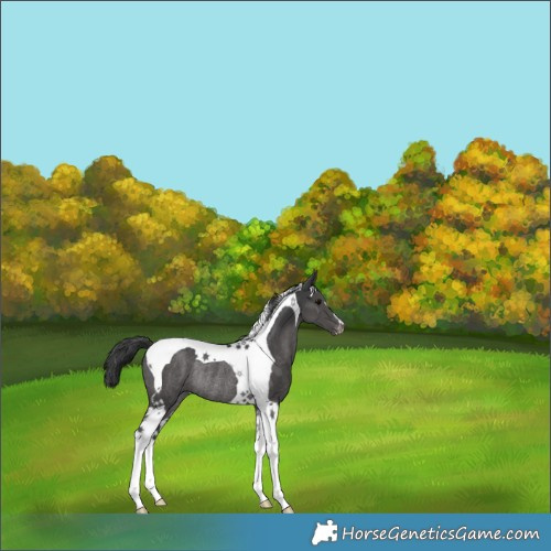 Horse Color:Black Tobiano Appaloosa Rabicano 