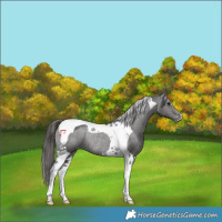 Horse Color:Black Tobiano Varnish Rabicano 
