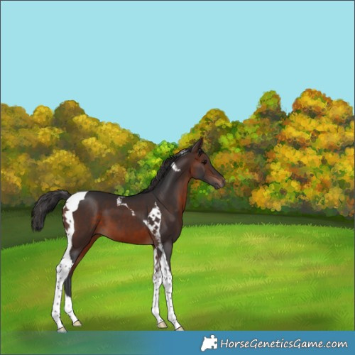 Horse Color:Brown Tobiano 
