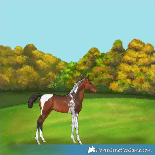 Horse Color:Bay Tobiano Rabicano 
