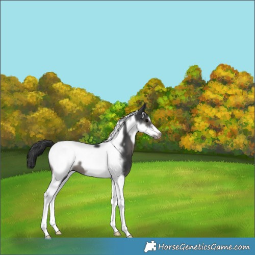 Horse Color:Black Tobiano Frame Appaloosa 