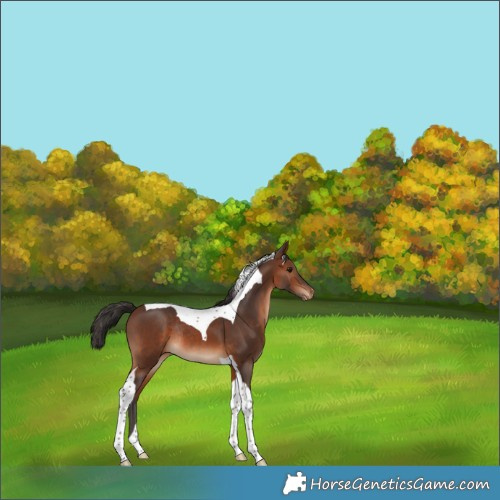 Horse Color:Brown Tobiano Appaloosa Rabicano 