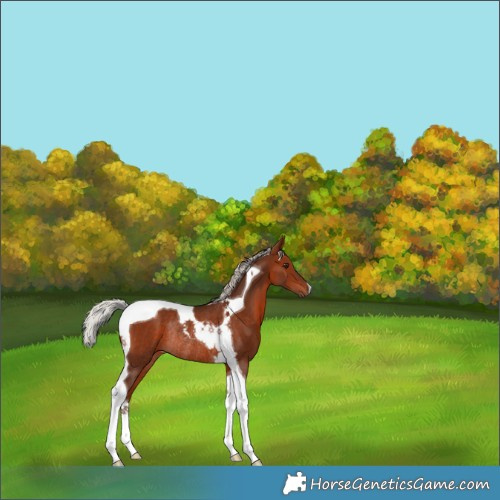 Horse Color:Silver Bay Tobiano Rabicano 