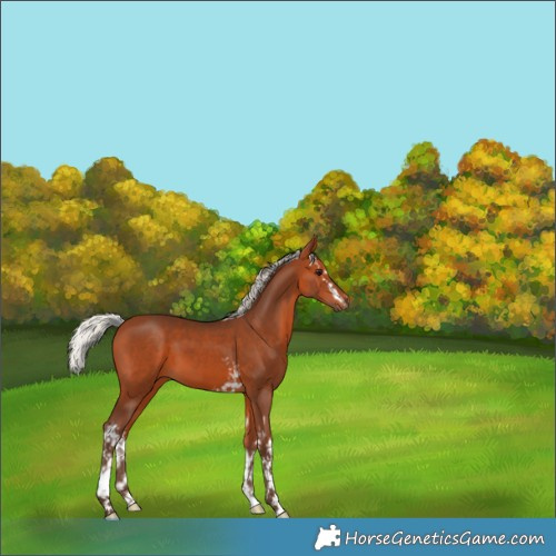 Horse Color:White Spotted Silver Bay 
