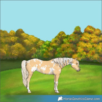 Horse Color:White Spotted Palomino 