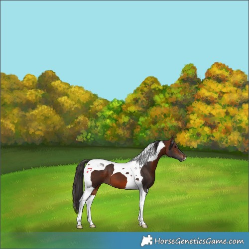 Horse Color:Bay Tobiano 