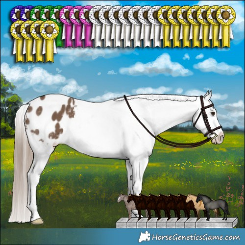 Horse Color:Liver Red Dun Appaloosa Brindle 