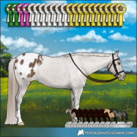 Horse Color:Liver Red Dun Appaloosa Brindle