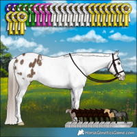 Horse Color:Liver Red Dun Appaloosa Brindle 