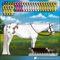 Horse Color:Liver Red Dun Appaloosa Brindle