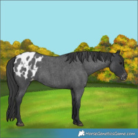 Horse Color:Blue Roan Appaloosa