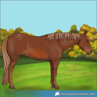 Horse Color:Chestnut 