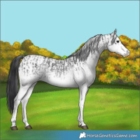 Horse Color:White Spotted Blue Roan Rabicano  and White Spotted Blue Roan Rabicano 