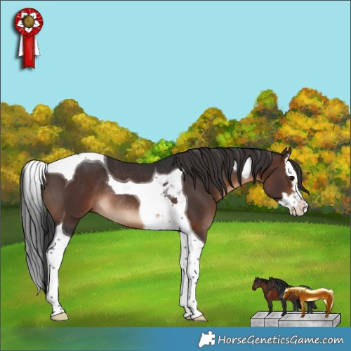 Horse Color:Brown Splash Tobiano Rabicano 