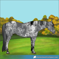 Horse Color:White Spotted Black Ice Tobiano 