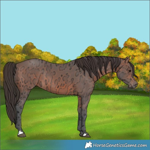 Horse Color:Bay Ice Rabicano 