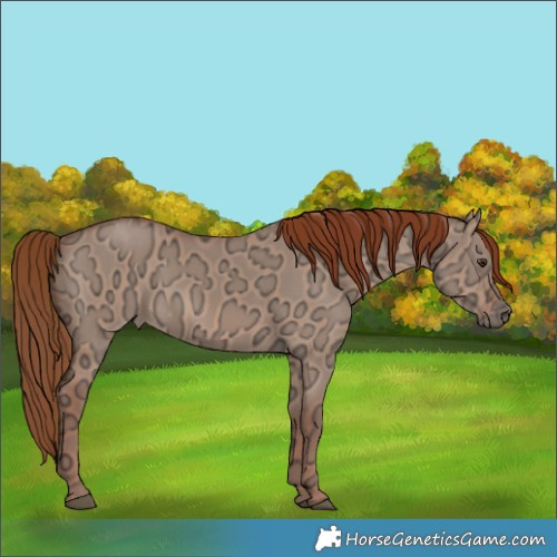 Horse Color:Red Dun Ice Rabicano 