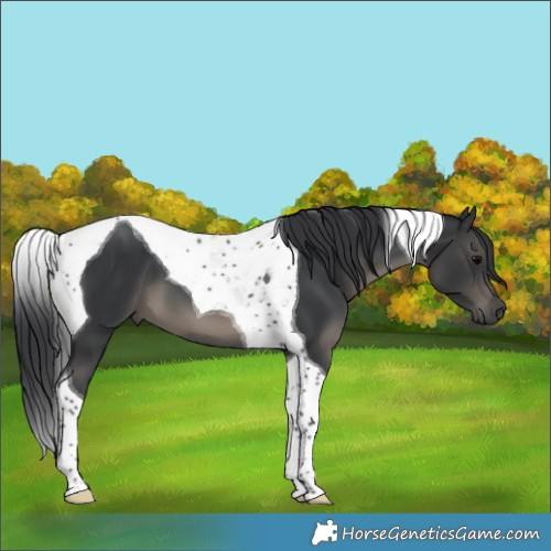 Horse Color:Black Tobiano 