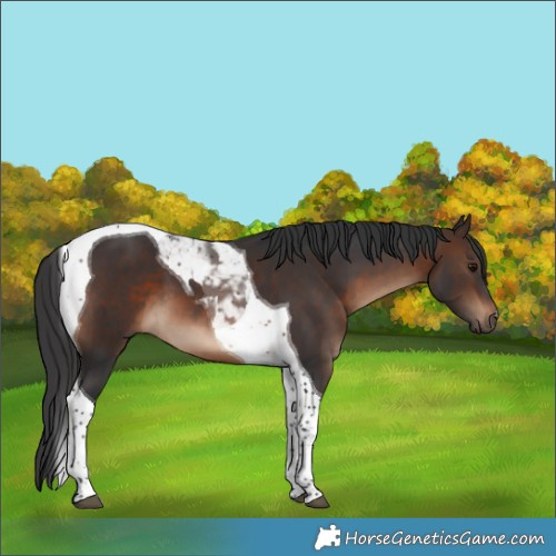 Horse Color:Brown Tobiano 