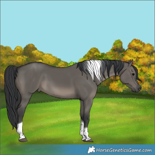 Horse Color:Grullo Tobiano 