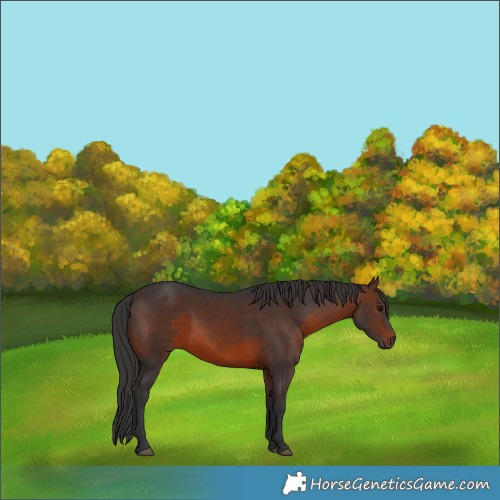 Horse Color:Brown Sabino Rabicano