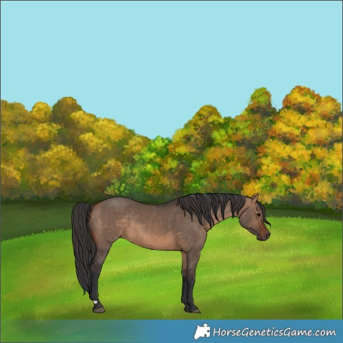 Horse Color:Brown Dun 