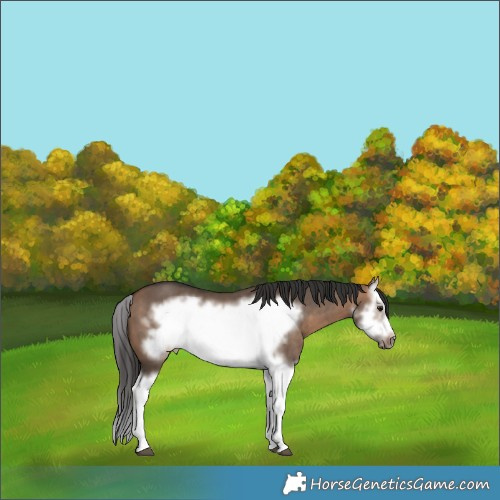 Horse Color:Brown Dun Splash Frame 
