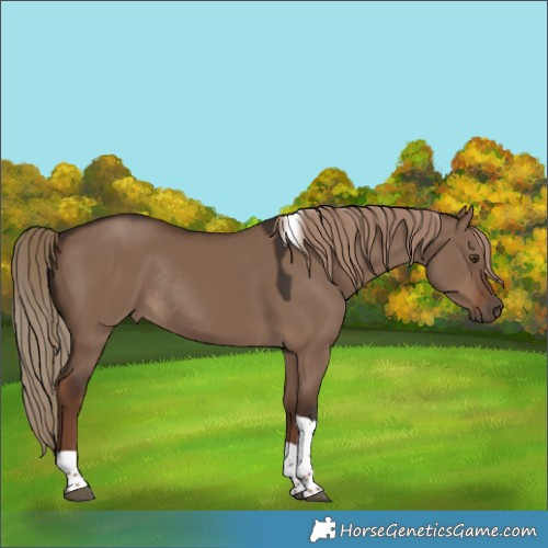 Horse Color:Liver Red Dun Tobiano Rabicano 