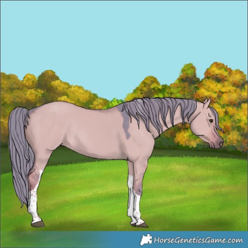Horse Color:Watercolor Liver Red Dun Tobiano Rabicano