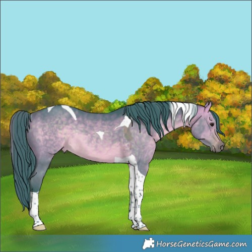 Horse Color:Watercolor Bay Dun Tobiano Rabicano 