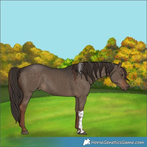 Horse Color:Liver Red Dun Tobiano Rabicano 