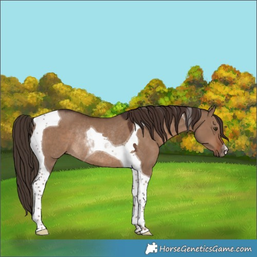 Horse Color:Liver Red Dun Tobiano Rabicano 