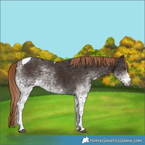 Horse Color:White Spotted Liver Chestnut Tobiano 