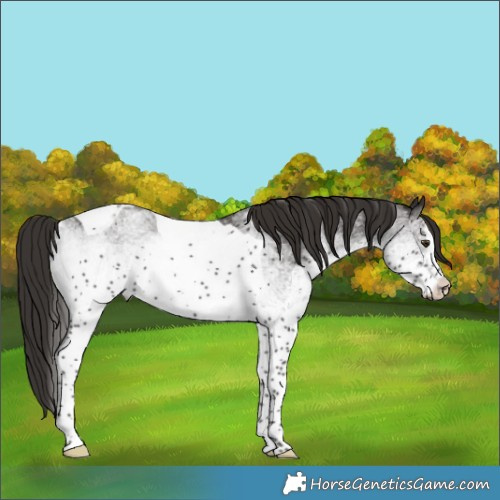 Horse Color:White Spotted Liver Chestnut Tobiano 